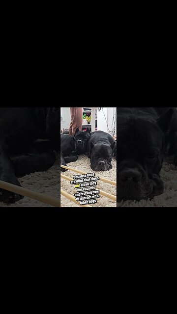 2 Intact Male Cane Corsos Cuddling #shorts #canecorso #dog