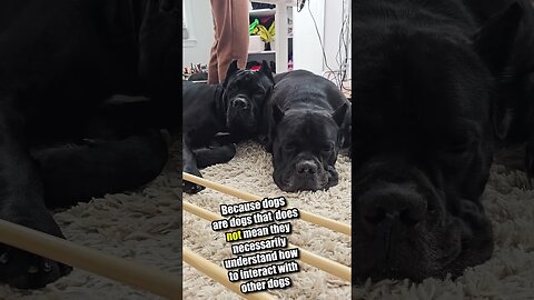 2 Intact Male Cane Corsos Cuddling #shorts #canecorso #dog