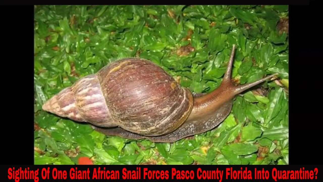 Giant African Snail Sighting Forces Pasco County Florida Into Quarantine?