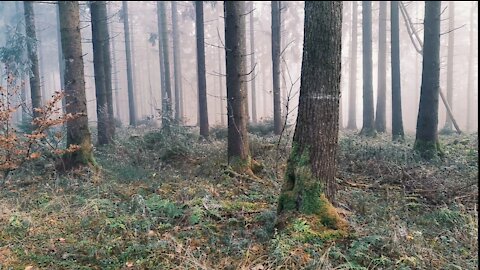 Scary forest! Can you walk alone here !?