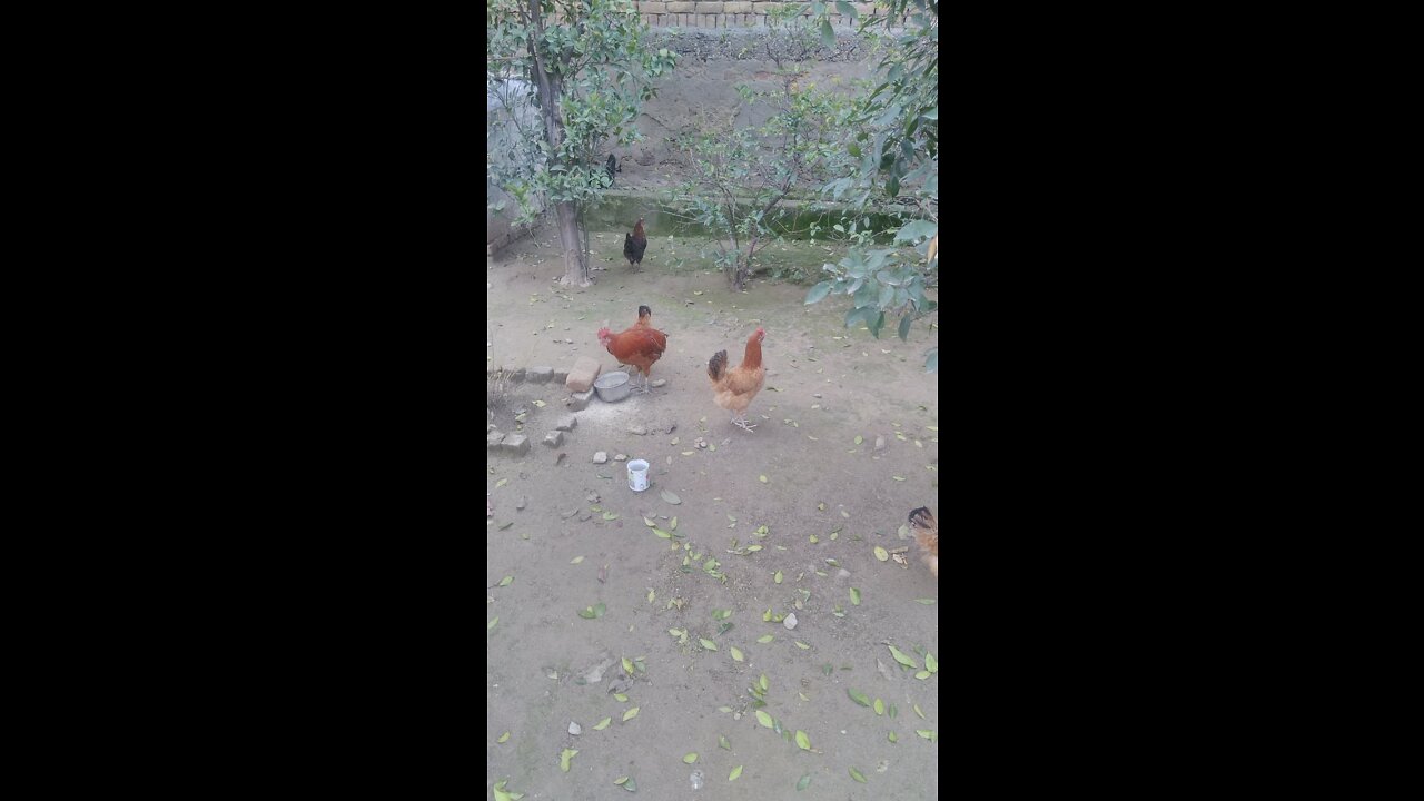 Hens Eating