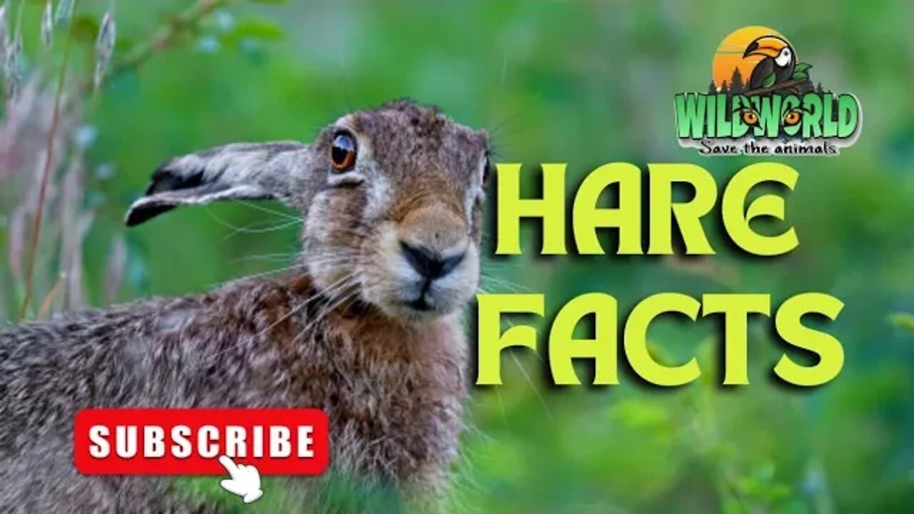 hare