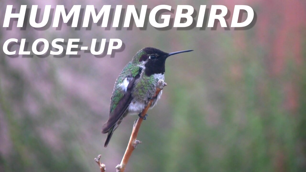 Amazing close-up of Anna's Hummingbird