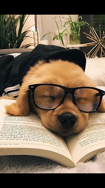 New technology’s Use your dogs 🐶