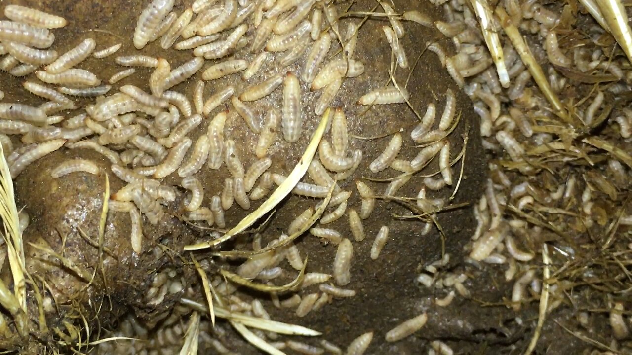 Maggots Eat Chicken Carcasses