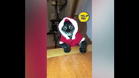 The Funnies Video about Cats