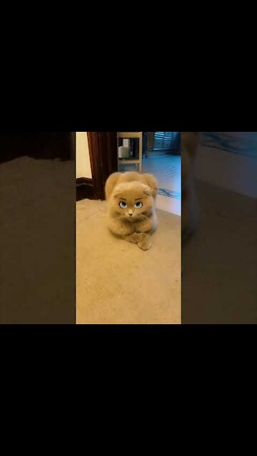 top funny cats videos