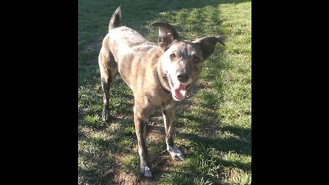 Dog Tricks - Me n Bea April 2023