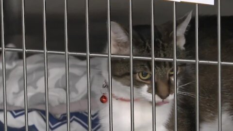 New surgical suite at Niagara SPCA already saving lives