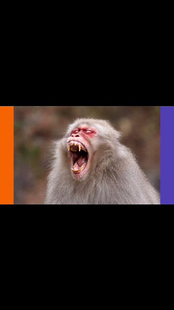 CDC Monitoring Health of Danville Where The Monkeys Ran Loose