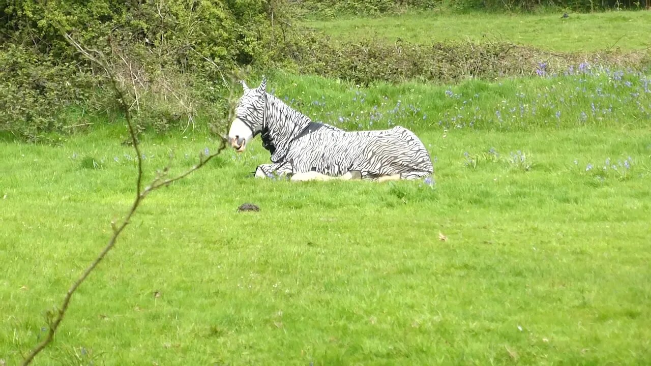 Like my outfit ,Im a Zebra,really