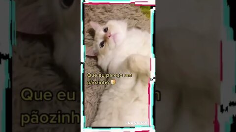 Funny cats, 面白い猫, 有趣的貓, قطط مضحكة😻💕 #shorts #gatosengraçados #gatos #ilovecats #youtubeshorts