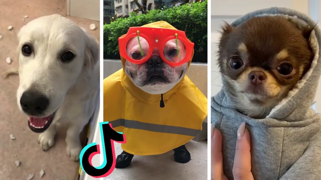 Funny Dogs of TikTok Part #19 🐶