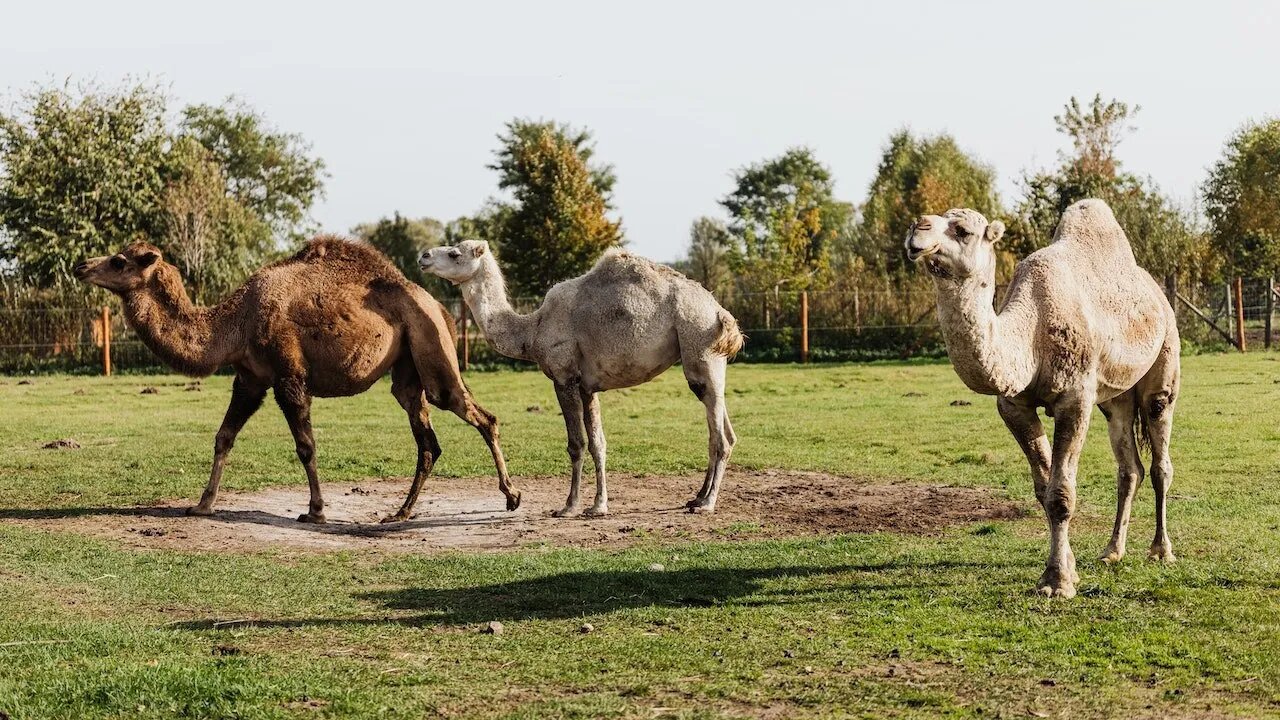 camel - scenic relaxation film with calming music