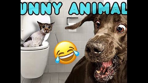 funny cat 🤣🤣🤣