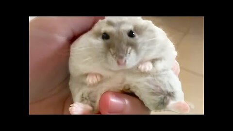 FUNNY99TEAM | DWARF HAMSTER IS CUTE 😍 | FUNNY ANIMALS