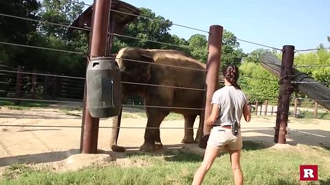 How to train an Elephant | Rare Animals