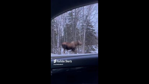 Hitchhiking Moose #Alaska #Moose #Winter #iPhone #Hitchhiking #Wildlife #Nature #Outdoors