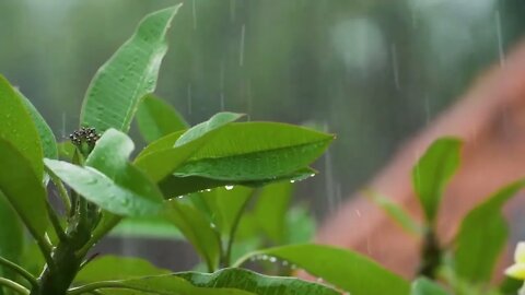 Sons de chuva para meditar e acabar com a insônia