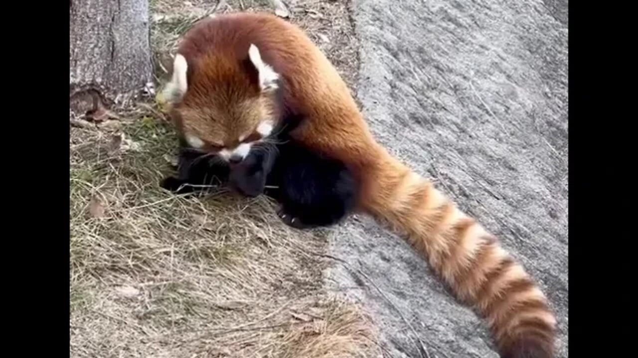 Panda rojo comiendo
