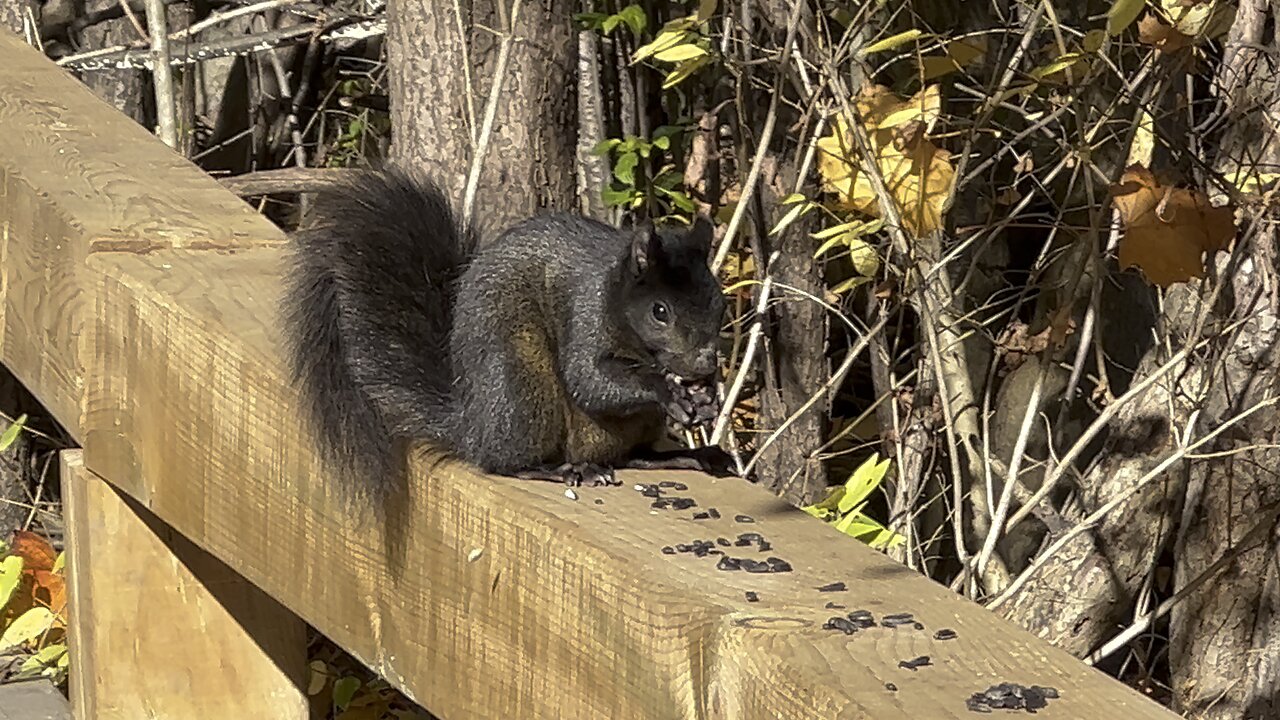 Black Squirrel loves seeds