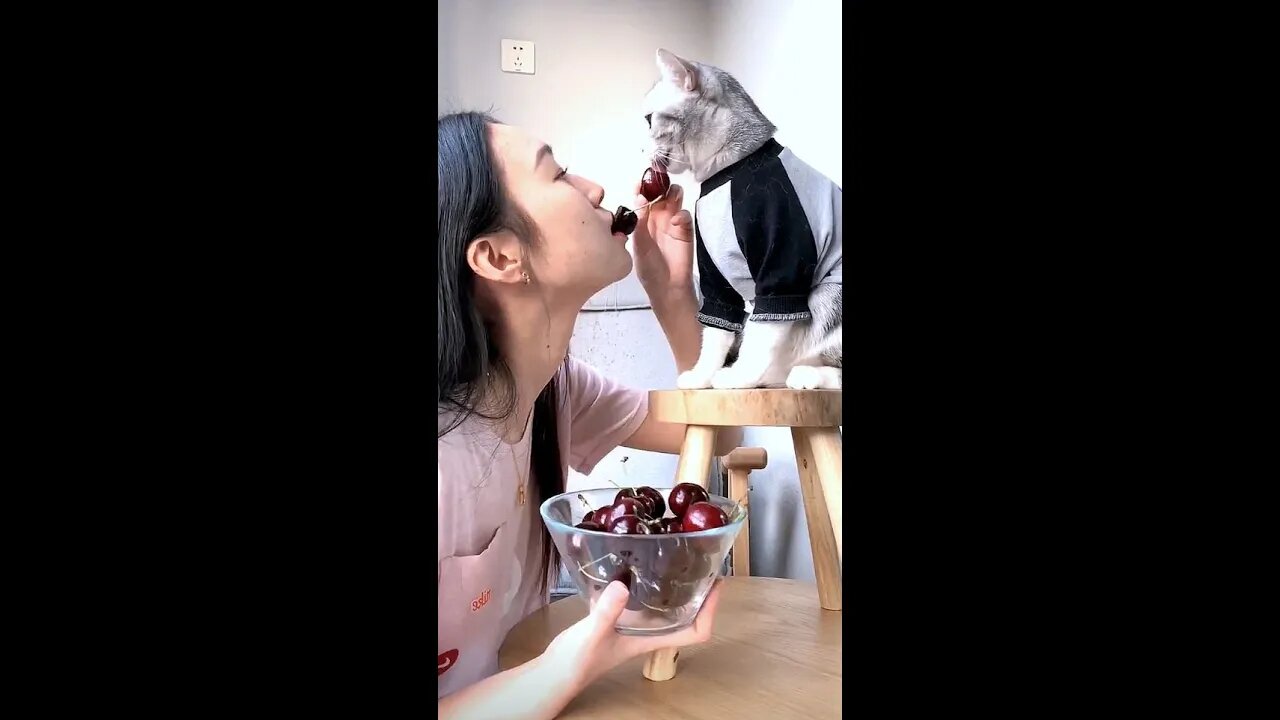 Have you ever seen such a handsome cat