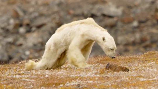 Cette vidéo d’un ours polaire affamé vous brisera le coeur
