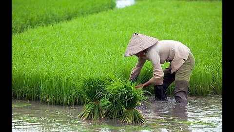 Farmers cutting ✂️ the crops while it rain