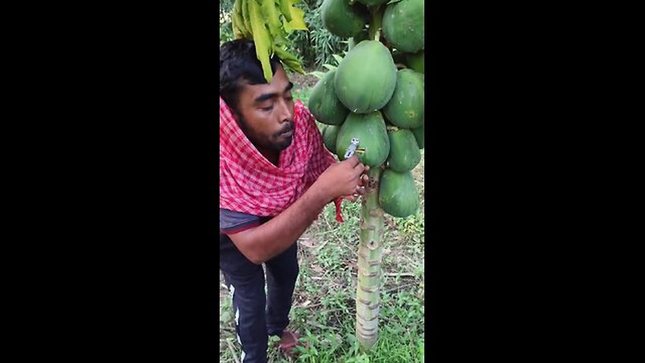 Papaya puts money on the tree Locked funny videos 😃😃😃😃