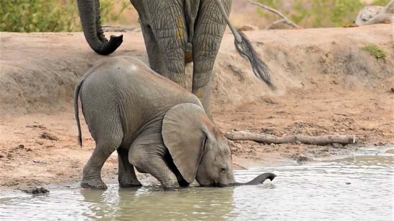 Baby elephant struggles to drink water with trunk before using his mouth