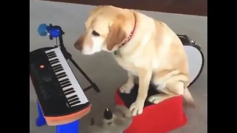 One dog band 😻😻