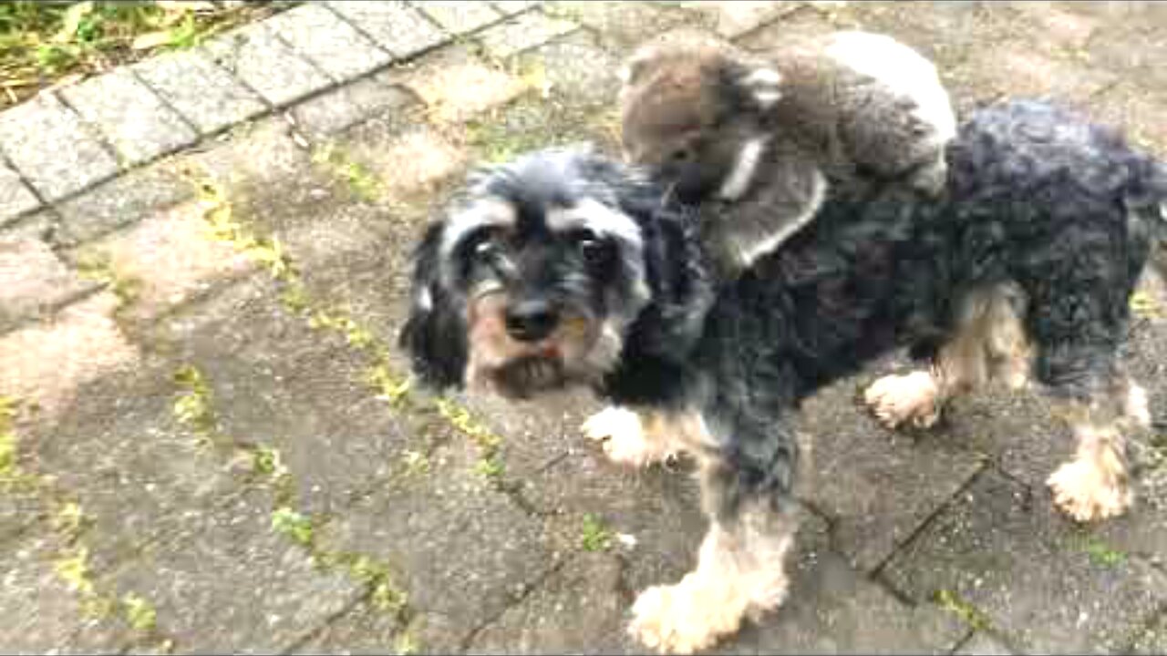 Baby Koala Mistook my Doggy for its Mother