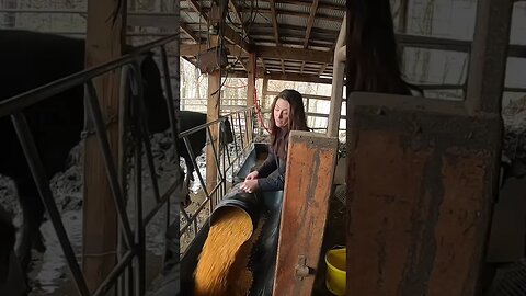 She’s definitely country! #cattle #farm #farmlife #ranch #ranchlife #cowgirls #rancher #cowgirlboots