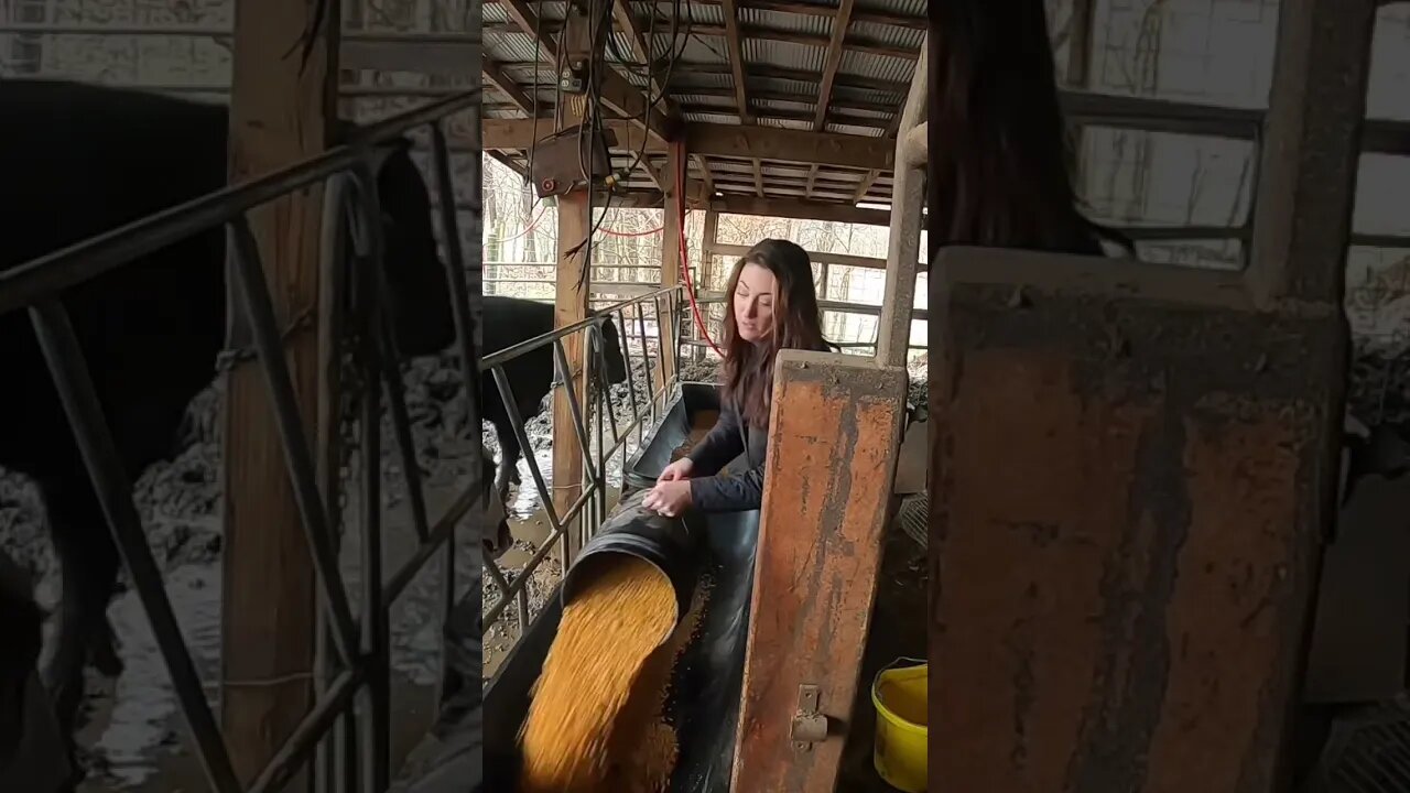 She’s definitely country! #cattle #farm #farmlife #ranch #ranchlife #cowgirls #rancher #cowgirlboots