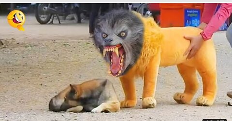 Troll 🤣 prank dogs fony and feck lions and feck tiger Woods 1milion