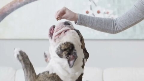 Bulldog standing and spinning for treat