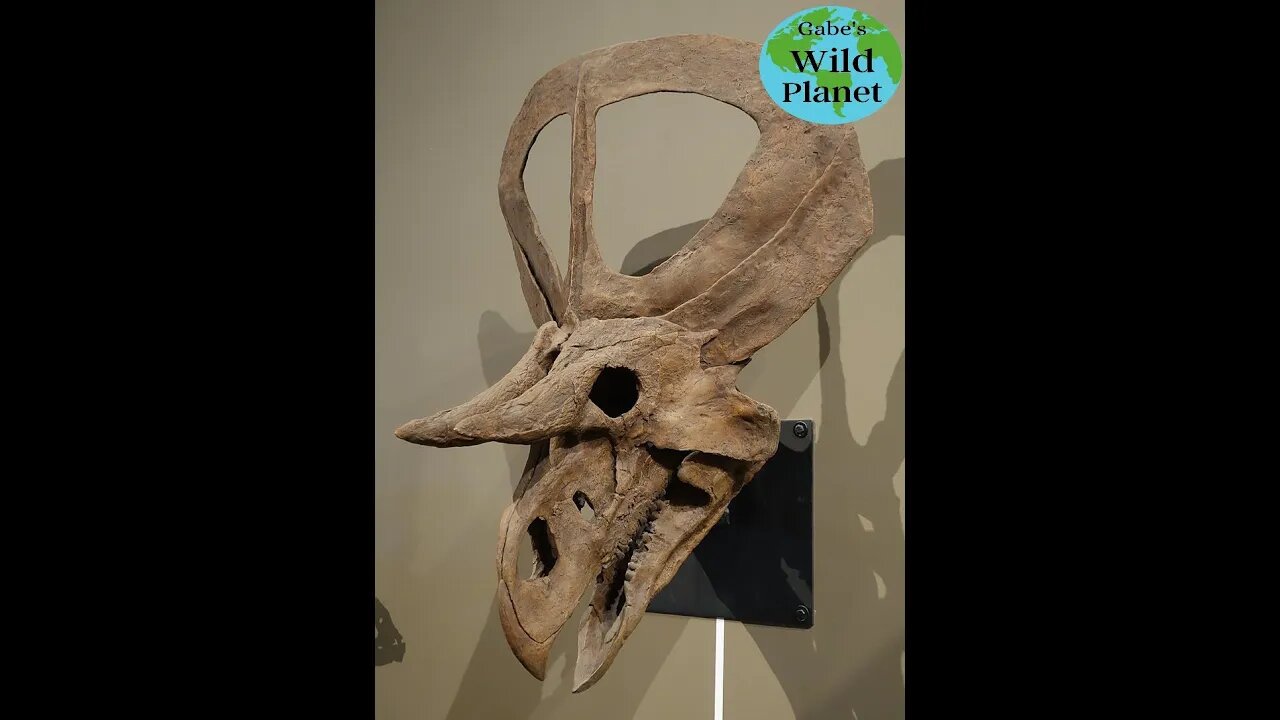 Zuniceratops: Zuni Horned Face