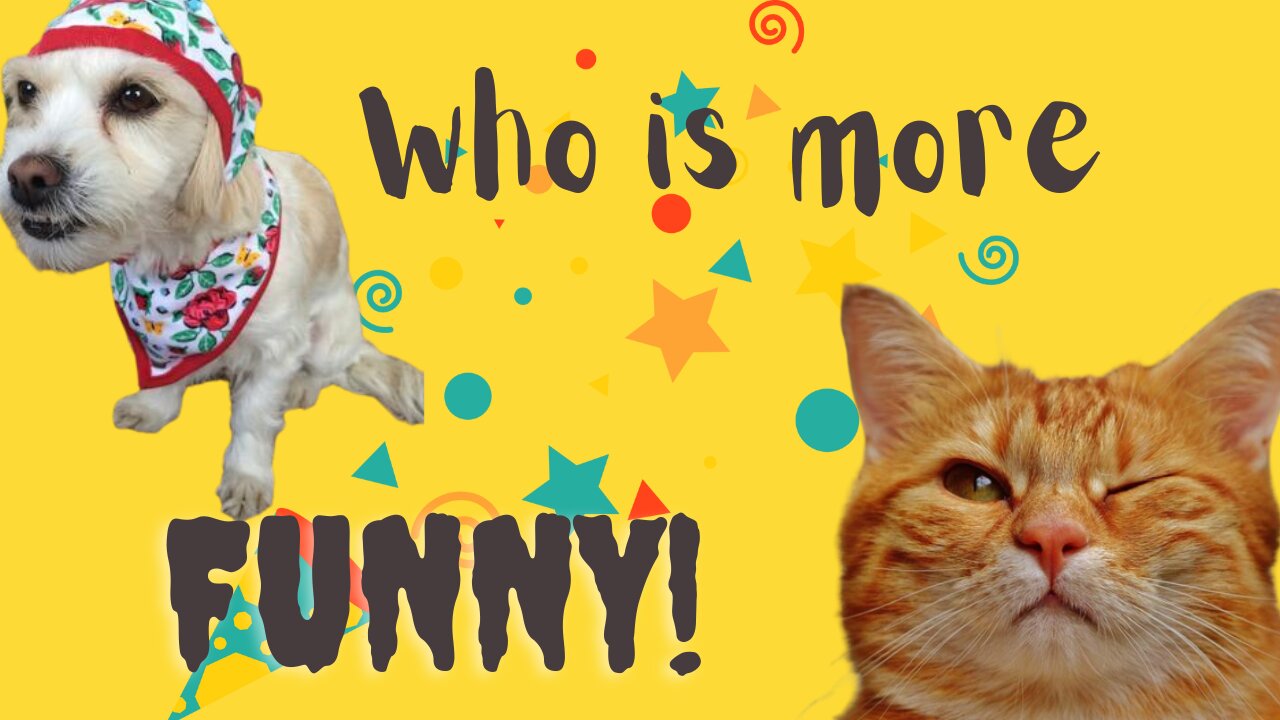 Who is more funnu! Cat or Dog? Cat & dog funny prank