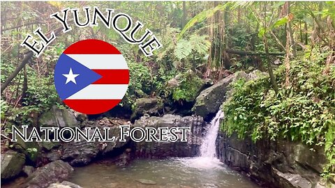 Puerto Rico: El Yunque National Forest | quick hike