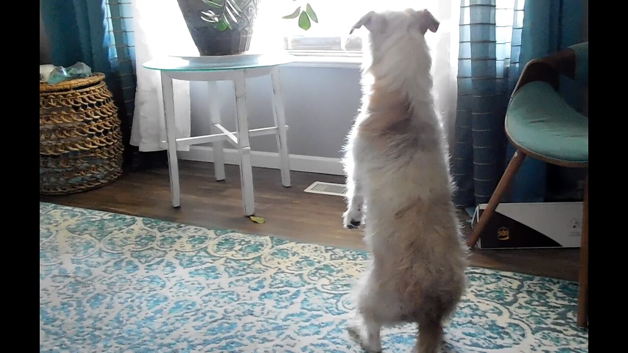 Cute dog standing on her back feet looking out of the window