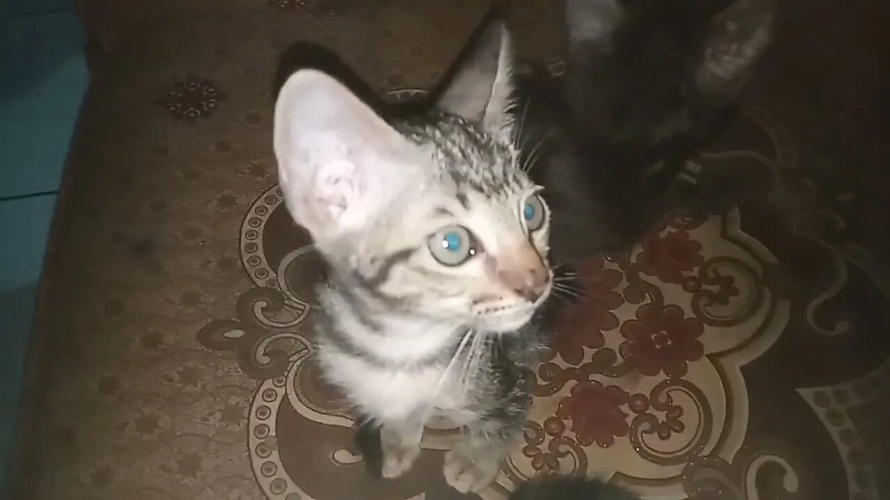 Anak Kucing Sedang Berkumpul