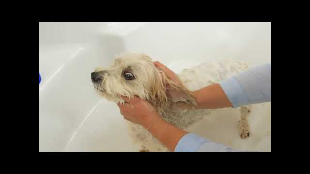 Comment laver son chien avec les shampooings virbac