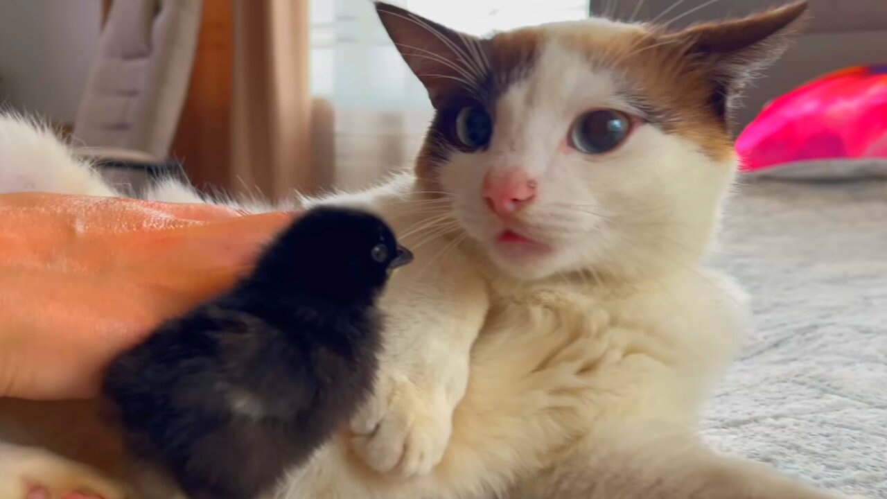 The Funniest Cat Reaction to Baby Chicks [Try Not to Laugh]