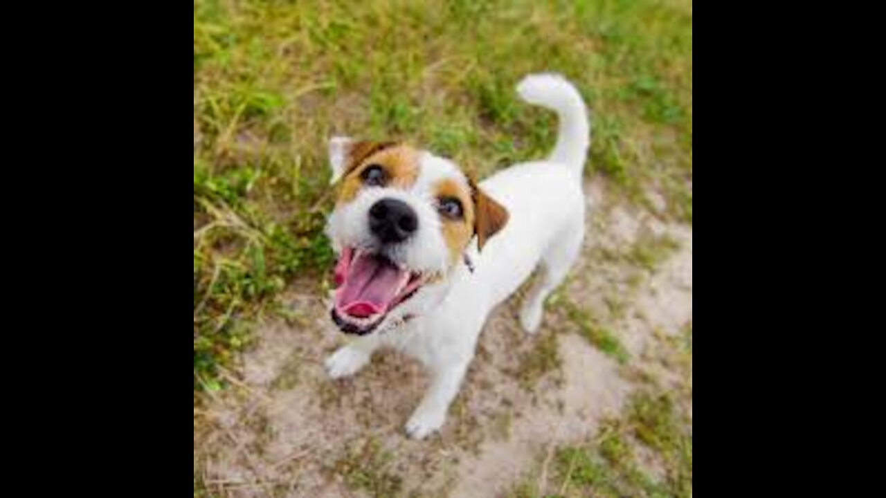 TOP 10 dog barking videos compilation 2016 Dog barking sound - Funny dogs
