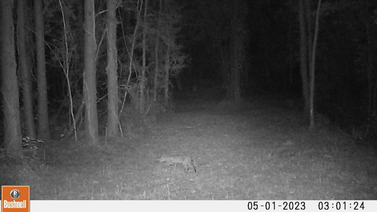 Deer Camera May 1st 2023