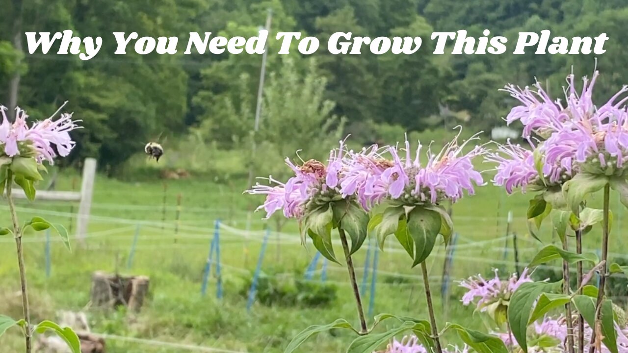 Benefits of Bee Balm - Monarda Fistulosa