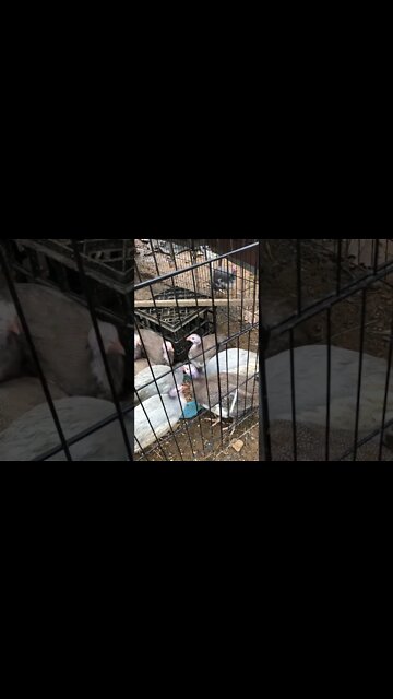 Guinea fowl keets free ranging and in portable enclosure overnight