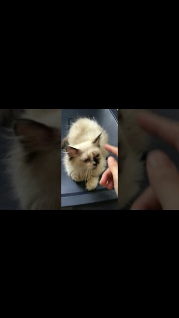 Adorable Kitten Sandra! (2022) #Shorts 😻