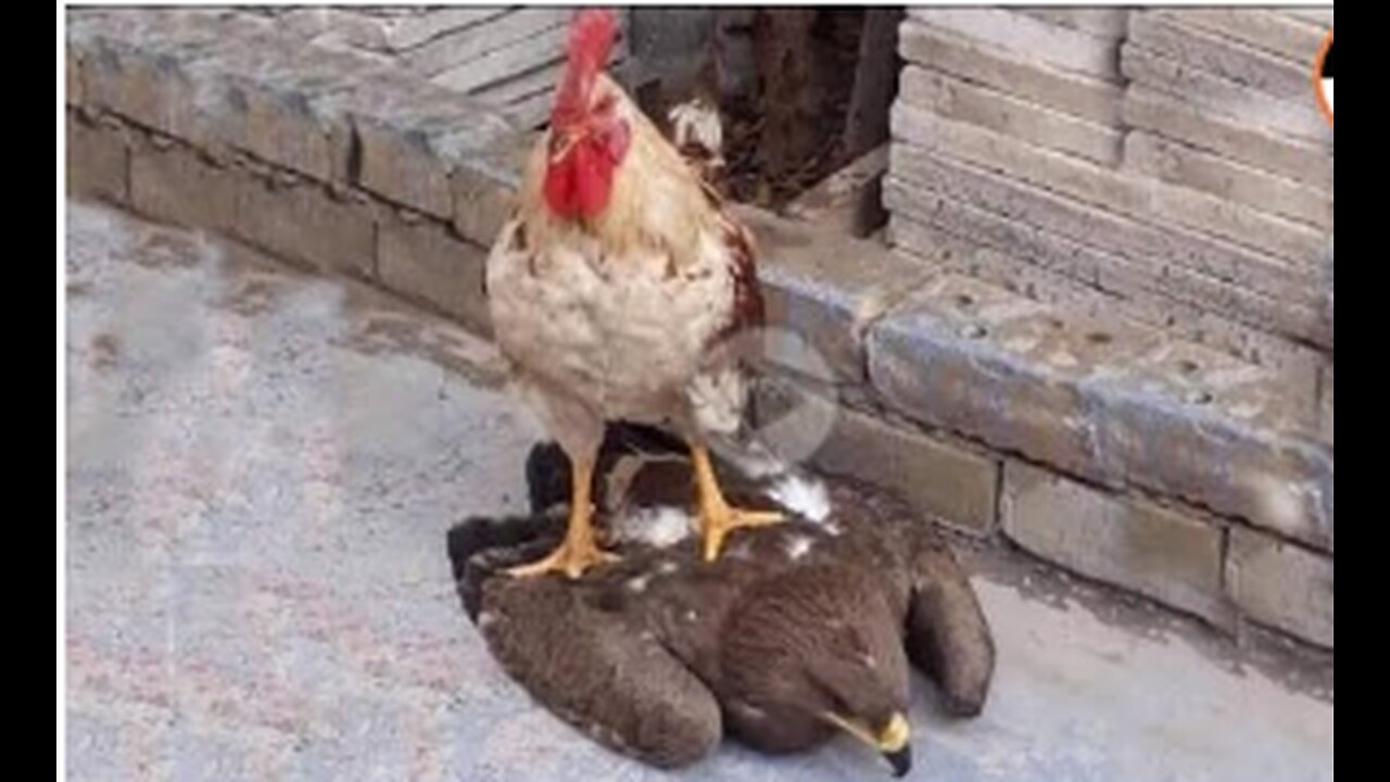 Rooster Shows The Eagle Who’s The Boss,viral,funny,cute hen,