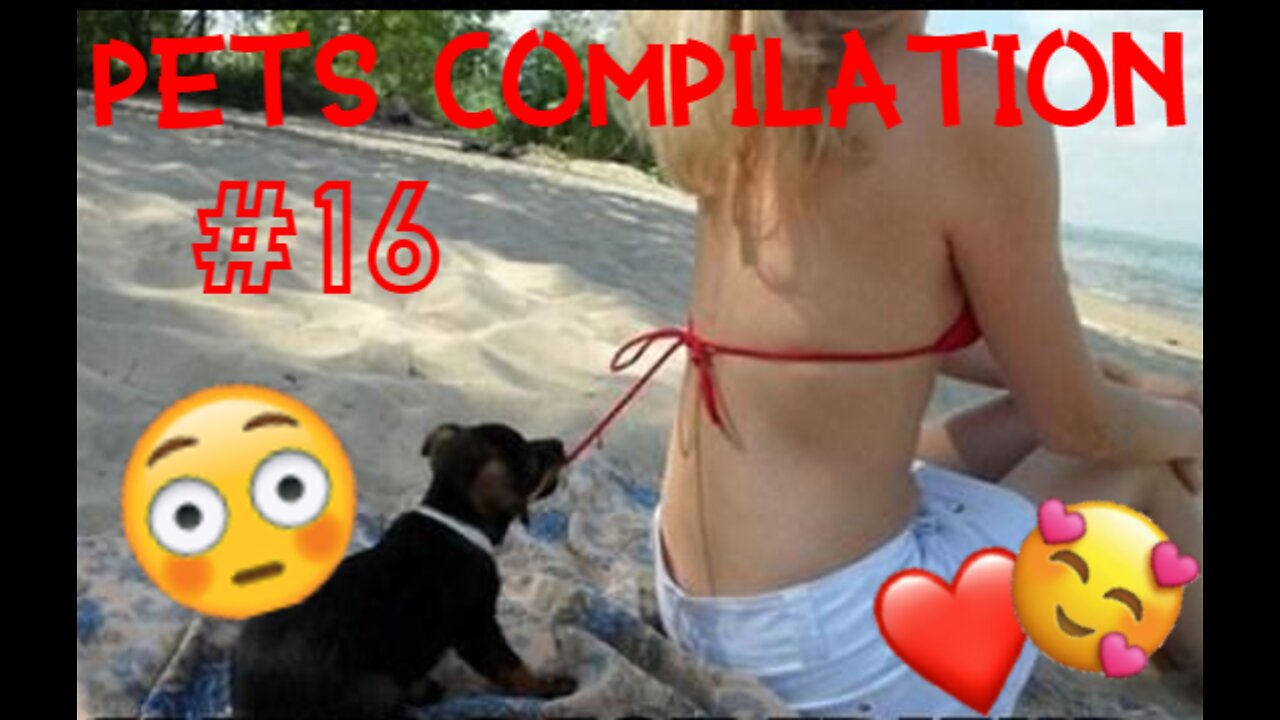 Funny Animals & Pets Compilation #16 - FunnyPetsVid